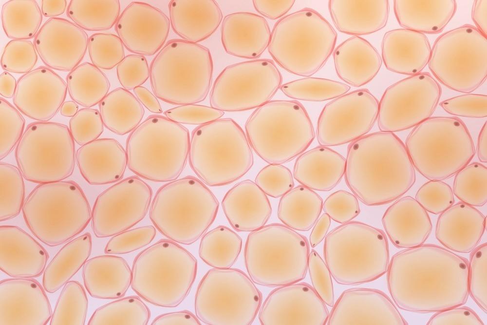 Illustration von Fettzellen (Adipozyten) – Zielgewebe bei Fettreduktion/Kryolipolyse | MY AESTHETICS Nürnberg